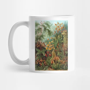 Tropical Moss Muscinae by Ernst Haeckel Mug